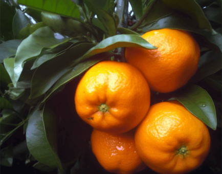 Aurantii nobilis Pericarpium – Citrus powerhouse in Interstellar Blends, aiding digestion, reducing bloating, and supporting metabolic health.