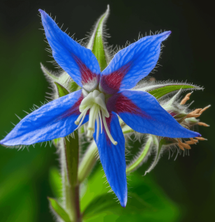 Borago officinalis – A detailed capture of Borago officinalis (Borage), an herb in Interstellar Blends for adrenal support and anti-inflammatory benefits.