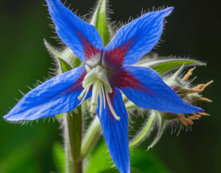 Borago officinalis – A detailed capture of Borago officinalis (Borage), an herb in Interstellar Blends for adrenal support and anti-inflammatory benefits.