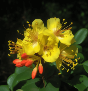 Caesalpinia crista – Traditional remedy in Interstellar Blends for enhancing digestion, circulation, and energy levels.