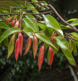 Cinnamomum Zeylanicum – Blood sugar-balancing spice in Interstellar Blends, supporting metabolism and gut health.