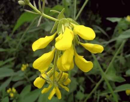 Corchorus olitorius – A bright capture of Corchorus olitorius, an herb in Interstellar Blends used for its antioxidant and anti-inflammatory benefits.