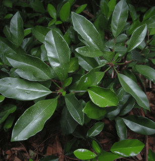 Catuaba Bark - Interstellar Blends