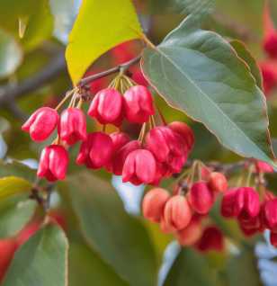 Euonymus alatus – A detailed image of Euonymus alatus, a traditional medicinal plant in Interstellar Blends known for its antioxidant properties.