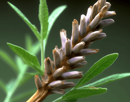 GLYCYR3 - Interstellar Blends