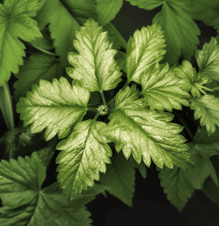 GYNOSTEMMA PENTAPHYLLUM - Interstellar Blends