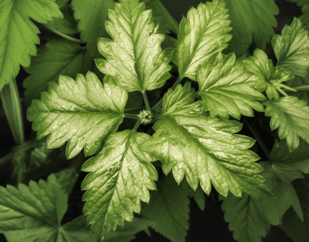 GYNOSTEMMA PENTAPHYLLUM - Interstellar Blends