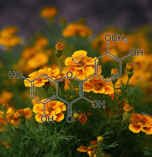 Isorhamnetin (Tagetes lucida) – Antioxidant-rich flavonoid in Interstellar Blends, supporting heart health and inflammation reduction.