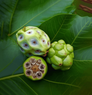 Noni (Morinda citrifolia) – A close-up of Noni fruit, a traditional remedy in Interstellar Blends for immune and digestive support.