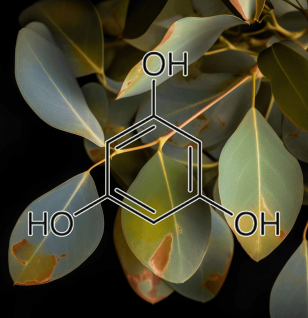 PHLOROGLUCINOL source plant - Interstellar Blends