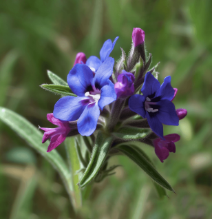 PURPLE2 - Interstellar Blends