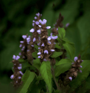 Rabdosia rubescens – A bright depiction of Rabdosia rubescens, a bioactive compound in Interstellar Blends for immune and cellular health.