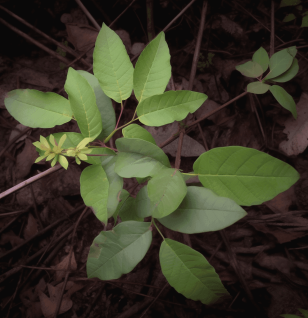 Toxicodendron vernicifluum (Lacquer Tree) bark and leaf illustration, a traditional East Asian medicinal plant featured in Interstellar Blends' herbal formulas, known for its antioxidant, anticancer, and anti-inflammatory properties when properly processed