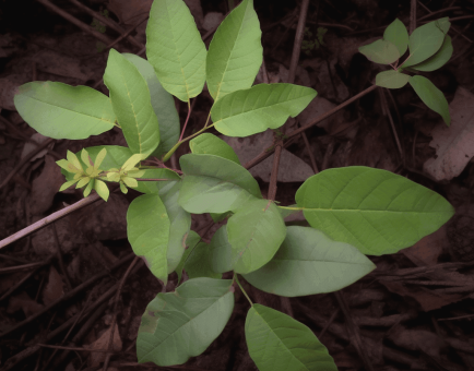Toxicodendron vernicifluum (Lacquer Tree) bark and leaf illustration, a traditional East Asian medicinal plant featured in Interstellar Blends' herbal formulas, known for its antioxidant, anticancer, and anti-inflammatory properties when properly processed