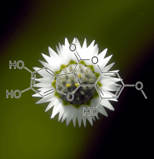 Wedelolactone (Wedelia calendulacea, False Daisy Extract) – Liver-protecting compound in Interstellar Blends, promoting skin and hair health.