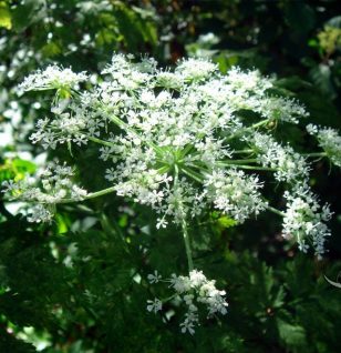 Dang-Gui - Interstellar Blends