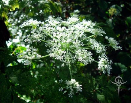 Dang-Gui - Interstellar Blends