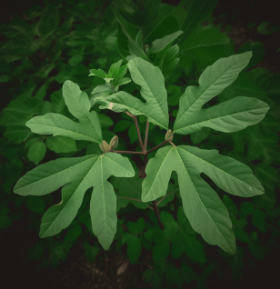 Sassafras albidum leaves and branches – a vibrant medicinal plant known for its aromatic properties and historical use in herbal remedies. Featured on Interstellar Blends, where ancient botanicals meet modern wellness.