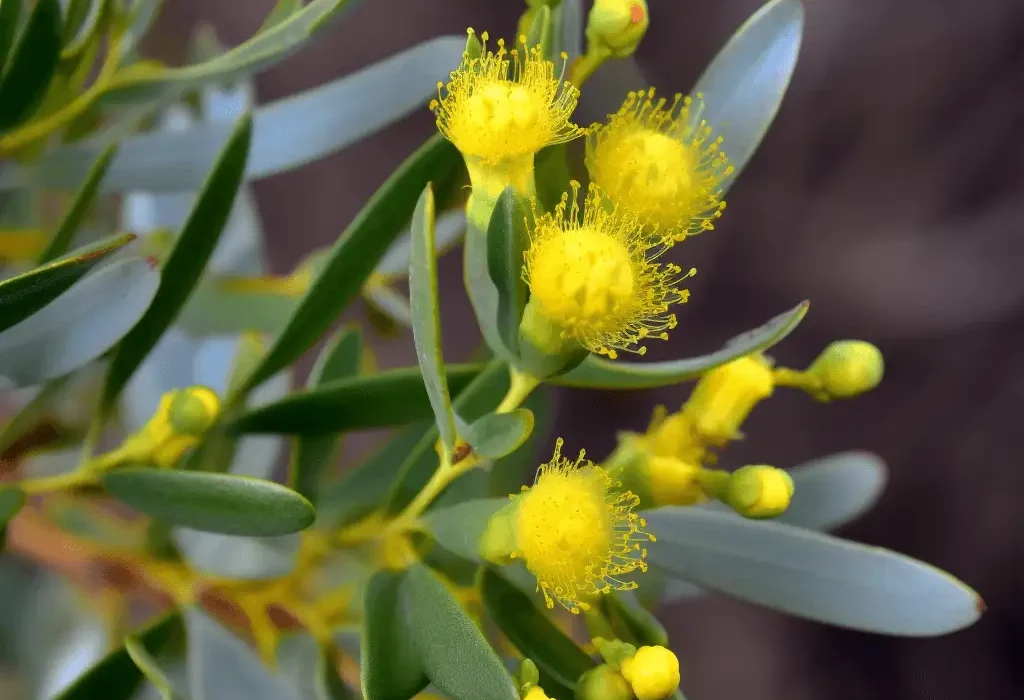 Acacia cyanophylla – Neuroprotective botanical in Interstellar Blends, known for its anti-inflammatory and antioxidant properties, supporting brain health and cognitive function.