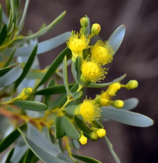 Acacia cyanophylla – Neuroprotective botanical in Interstellar Blends, known for its anti-inflammatory and antioxidant properties, supporting brain health and cognitive function.