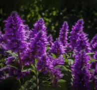 Agastache rugosa (Korean Mint, Korean Hyssop) – Aromatic herb in Interstellar Blends, supporting digestive health, respiratory function, and anti-inflammatory benefits.