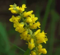 Agrimonia pilosa Ledeb (Hairy Agrimony) – Traditional herb in Interstellar Blends, supporting liver detoxification, digestive health, and anti-inflammatory benefits.