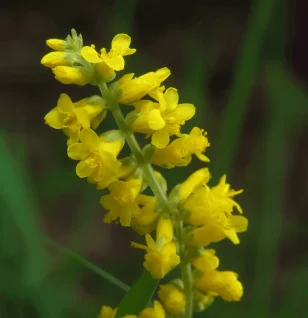 Agrimonia pilosa Ledeb (Hairy Agrimony) – Traditional herb in Interstellar Blends, supporting liver detoxification, digestive health, and anti-inflammatory benefits.