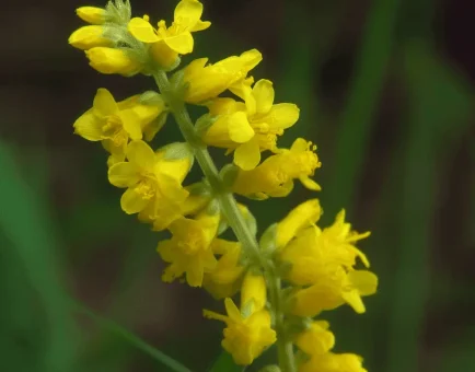Agrimonia pilosa Ledeb (Hairy Agrimony) – Traditional herb in Interstellar Blends, supporting liver detoxification, digestive health, and anti-inflammatory benefits.