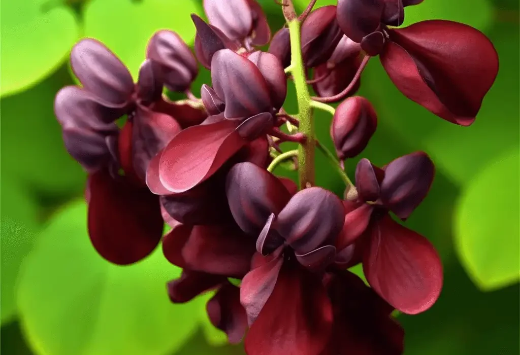 Akebia quinata (Chocolate Vine) – Traditional medicinal vine in Interstellar Blends, supporting kidney health, circulation, and anti-inflammatory benefits.