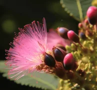 Albizia julibrissin Bark (Silk Tree, Mimosa Bark) – Mood-enhancing and adaptogenic herb in Interstellar Blends, supporting stress relief, emotional balance, and cognitive function.