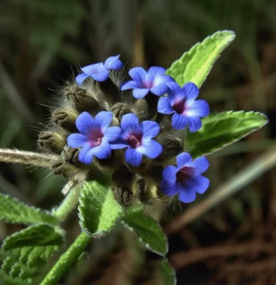 Alkanna tinctoria (Dyer's Alkanet) – A vibrant medicinal plant with deep red roots, traditionally used for its potent antioxidant and anti-inflammatory properties. Featured on Interstellar Blends, where ancient herbal wisdom meets cutting-edge wellness.