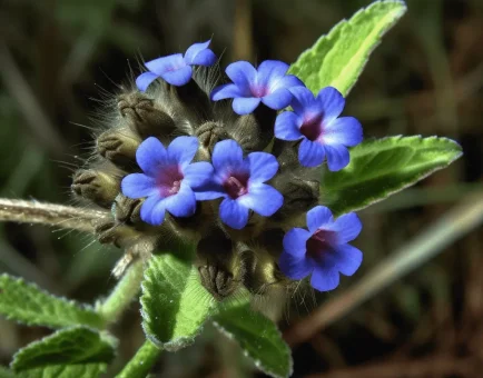 Alkanna tinctoria (Dyer's Alkanet) – A vibrant medicinal plant with deep red roots, traditionally used for its potent antioxidant and anti-inflammatory properties. Featured on Interstellar Blends, where ancient herbal wisdom meets cutting-edge wellness.