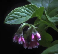 Allantoin (Symphytum officinale) – Skin-healing compound in Interstellar Blends, promoting cell regeneration, wound healing, and anti-inflammatory benefits.