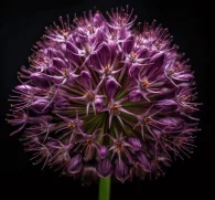 Allium sativum – A striking capture of the Allium sativum flower, a potent antimicrobial and cardiovascular-supporting herb in Interstellar Blends.