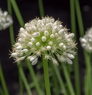 Allium tuberosum (Chinese Chives, Garlic Chives) – Nutrient-rich herb in Interstellar Blends, supporting cardiovascular health, digestion, and immune function.