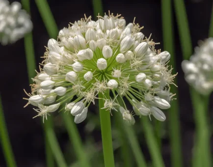 Allium tuberosum (Chinese Chives, Garlic Chives) – Nutrient-rich herb in Interstellar Blends, supporting cardiovascular health, digestion, and immune function.