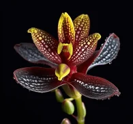 Anoectochilus burmannicus (Jewel Orchid) – Rare medicinal orchid in Interstellar Blends, supporting liver health, immune function, and antioxidant defense.