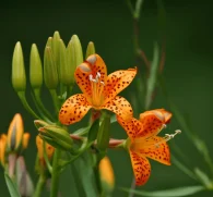 A bright image of Belamcanda chinensis, used in Interstellar Blends for its anti-inflammatory and respiratory benefits.