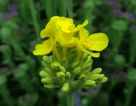 Brassica rapa (Turnip, Bok Choy, Napa Cabbage) – Cruciferous vegetable in Interstellar Blends, supporting liver detoxification, immune function, and hormonal balance.