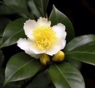 A vivid shot of Camellia sinensis, the tea plant featured in Interstellar Blends for its powerful antioxidants.