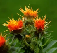 Carthamus tinctorius – A vibrant image of Carthamus tinctorius (Safflower), an herb in Interstellar Blends for cardiovascular health and circulation.