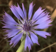 Chicory (Cichorium intybus L.) Fruit Extract – Longevity-boosting ingredient in Interstellar Blends, activating SIRT1 for cellular health, immune support, and metabolic balance.