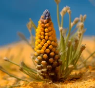 Cistanche Stem (Cistanche deserticola, Rou Cong Rong) – Powerful adaptogen in Interstellar Blends, supporting energy, libido, immune function, and anti-aging benefits.