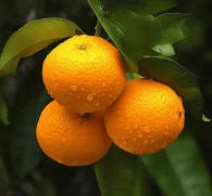 Citrus aurantium (Bitter Orange Extract) – Natural metabolism booster in Interstellar Blends, supporting fat loss and digestion.