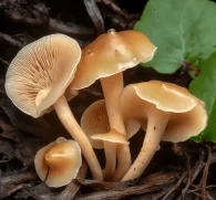 Clitocybe gibba (Common Funnel Mushroom) – Wild edible mushroom in Interstellar Blends, supporting immune health, digestion, and antioxidant protection.