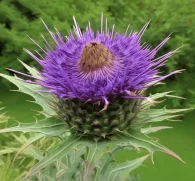 Cynara scolymus (Artichoke Leaf) – Liver-supporting botanical in Interstellar Blends, promoting digestion, cholesterol balance, and antioxidant protection.