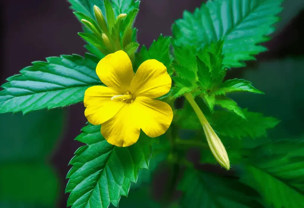 Damiana (Turnera diffusa) – Herbal aphrodisiac in Interstellar Blends, supporting mood enhancement, hormone balance, and stress relief.