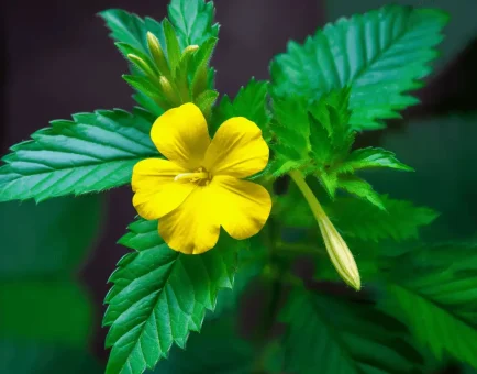 Damiana (Turnera diffusa) – Herbal aphrodisiac in Interstellar Blends, supporting mood enhancement, hormone balance, and stress relief.