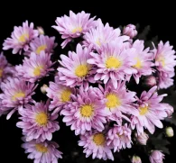 Dendranthema morifolium (Chrysanthemum Flower) – Traditional herbal flower in Interstellar Blends, supporting eye health, relaxation, and antioxidant protection.