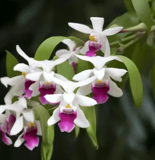 Dendrobium nobile (Noble Dendrobium Orchid) – Traditional tonic herb in Interstellar Blends, supporting energy, hydration, cognitive function, and longevity.